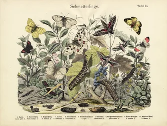 Schmetterlinge, um 1860